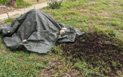 #compostturning