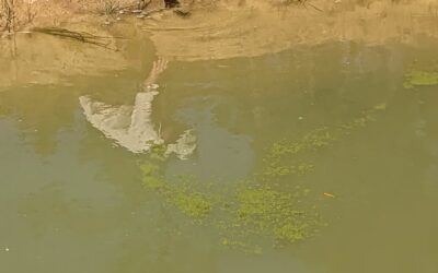Planting some aquatic plants and duckweed in the west #pond