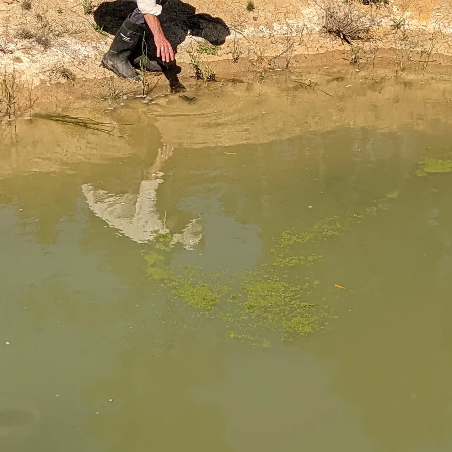 Planting some aquatic plants and duckweed in the west #pond