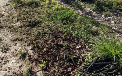Cleaning shrubs to redo a veggie garden bed in #zone1