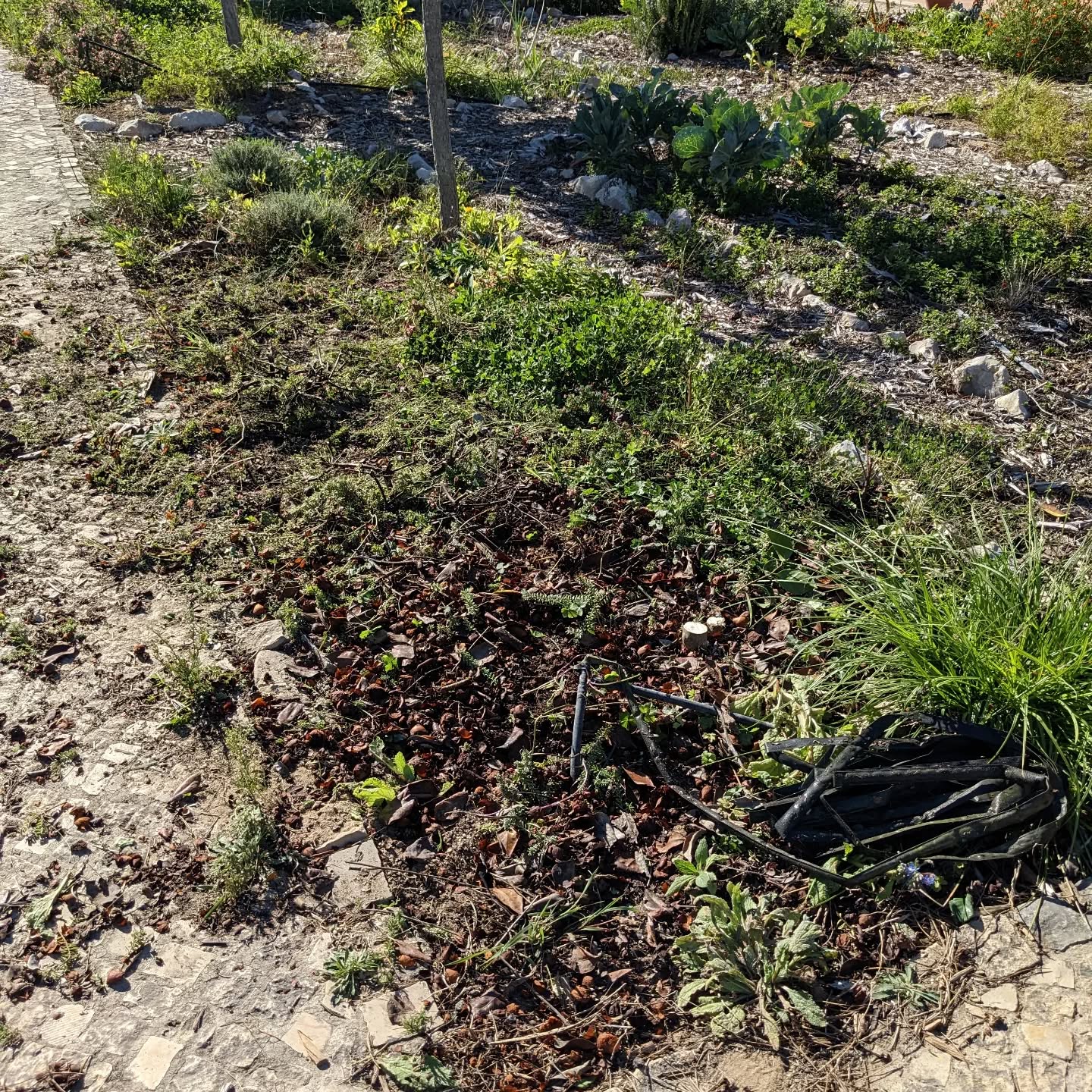 Cleaning shrubs to redo a veggie garden bed in #zone1