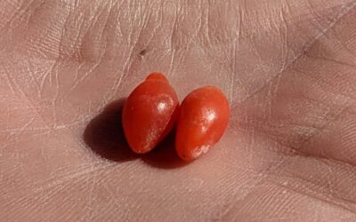 Goji, they are ready