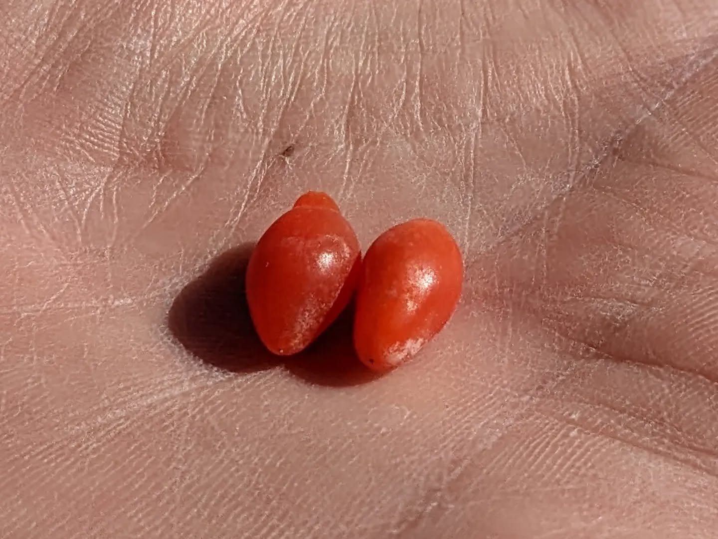 Goji, they are ready