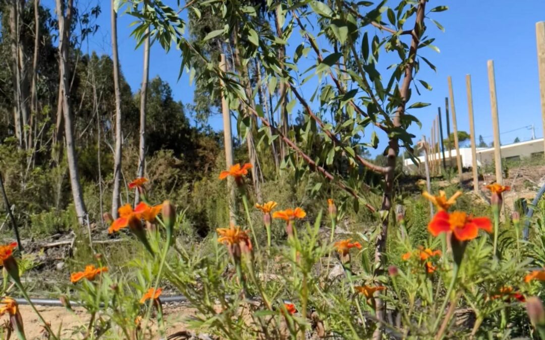 Amendoeira e cravos tunicos