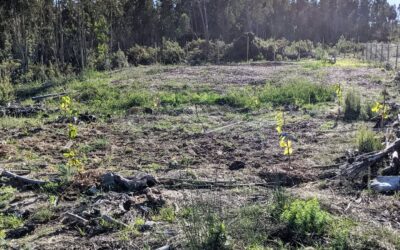 Cleaned, (more or less) levelled, and sowed cover crop in the “social circle”.