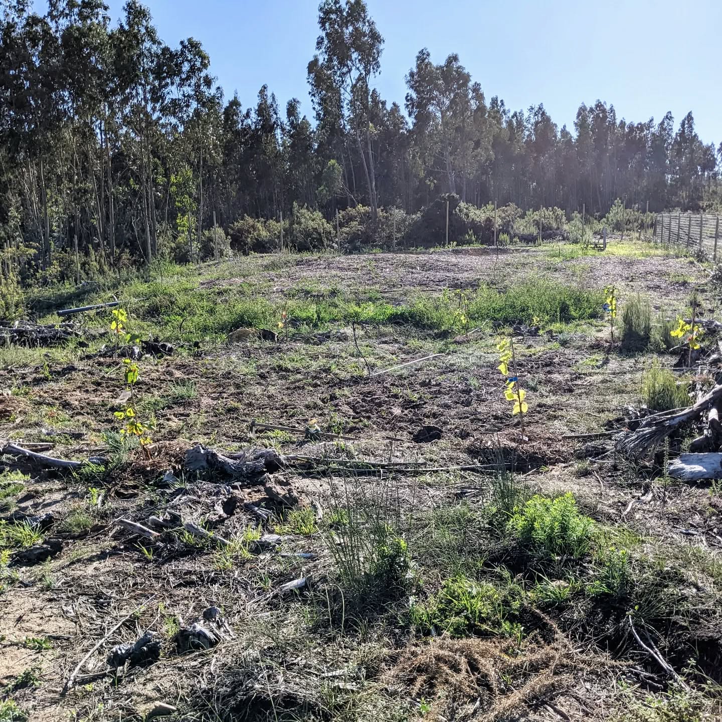 Cleaned, (more or less) levelled, and sowed cover crop in the “social circle”.