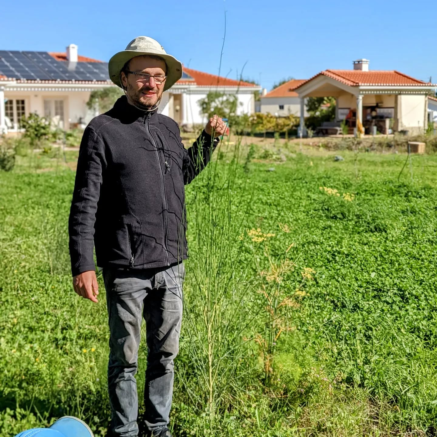 We planted a lot of these Spanish broom (giesta comum / spartium junceum). They make good support plants because they fix nitrogen and grow fast. This one is already taller than me!