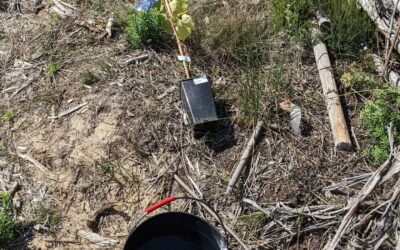 Planted #tablegrapes along a circle, between existing small trees.