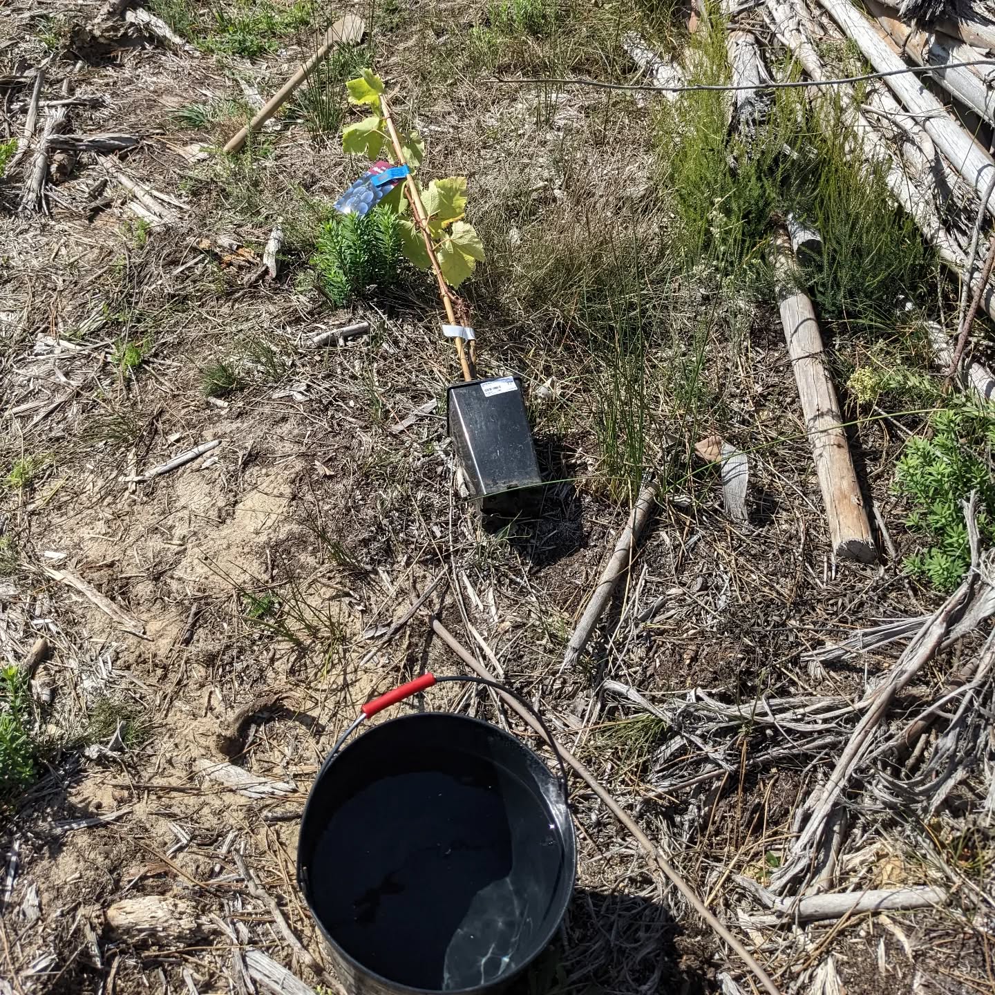 Planted #tablegrapes along a circle, between existing small trees.