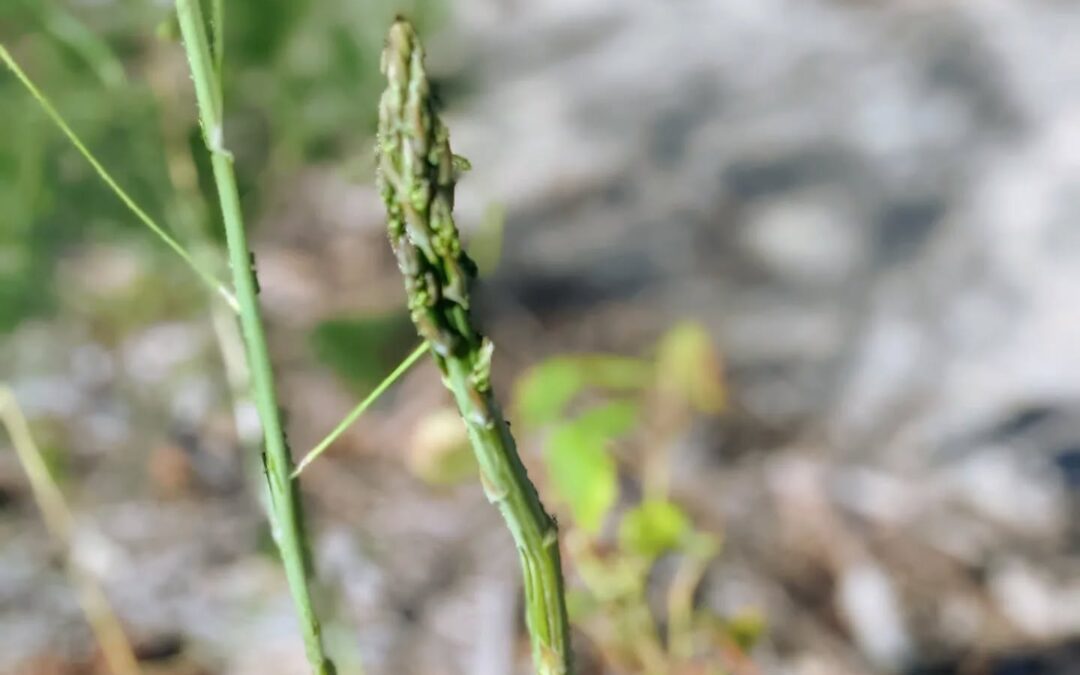 One of the asparagus decided to surprise us.