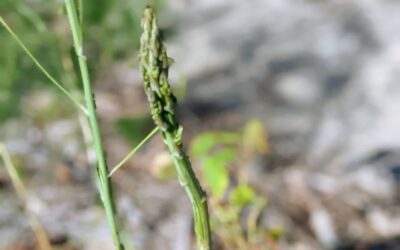 One of the asparagus decided to surprise us.