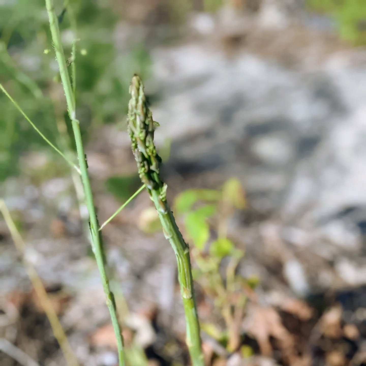 One of the asparagus decided to surprise us.