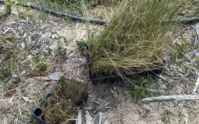 Planting native dune grasses along the middle windbreak, to make it more effective and to stabilize the sand.