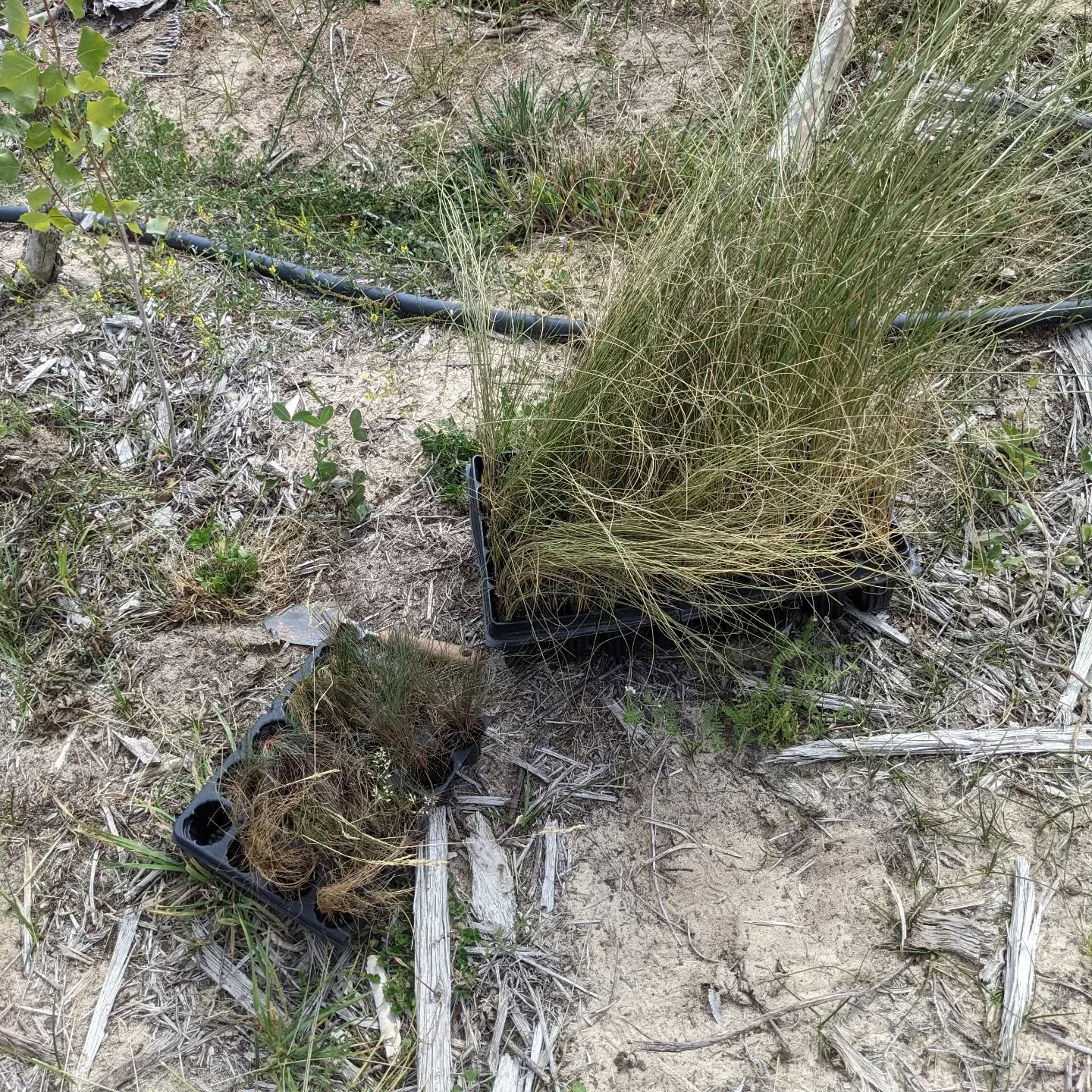 Planting native dune grasses along the middle windbreak, to make it more effective and to stabilize the sand.