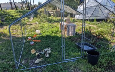 Moved the #duck house to a fresh spot. The vegetation on the previous one was getting a bit worn out and had enough poop already.
