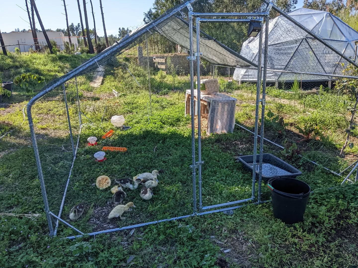 Moved the #duck house to a fresh spot. The vegetation on the previous one was getting a bit worn out and had enough poop already.
