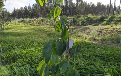 Planted a few trees to replace/supplement the existing ones. Pictured is an #icecreambean