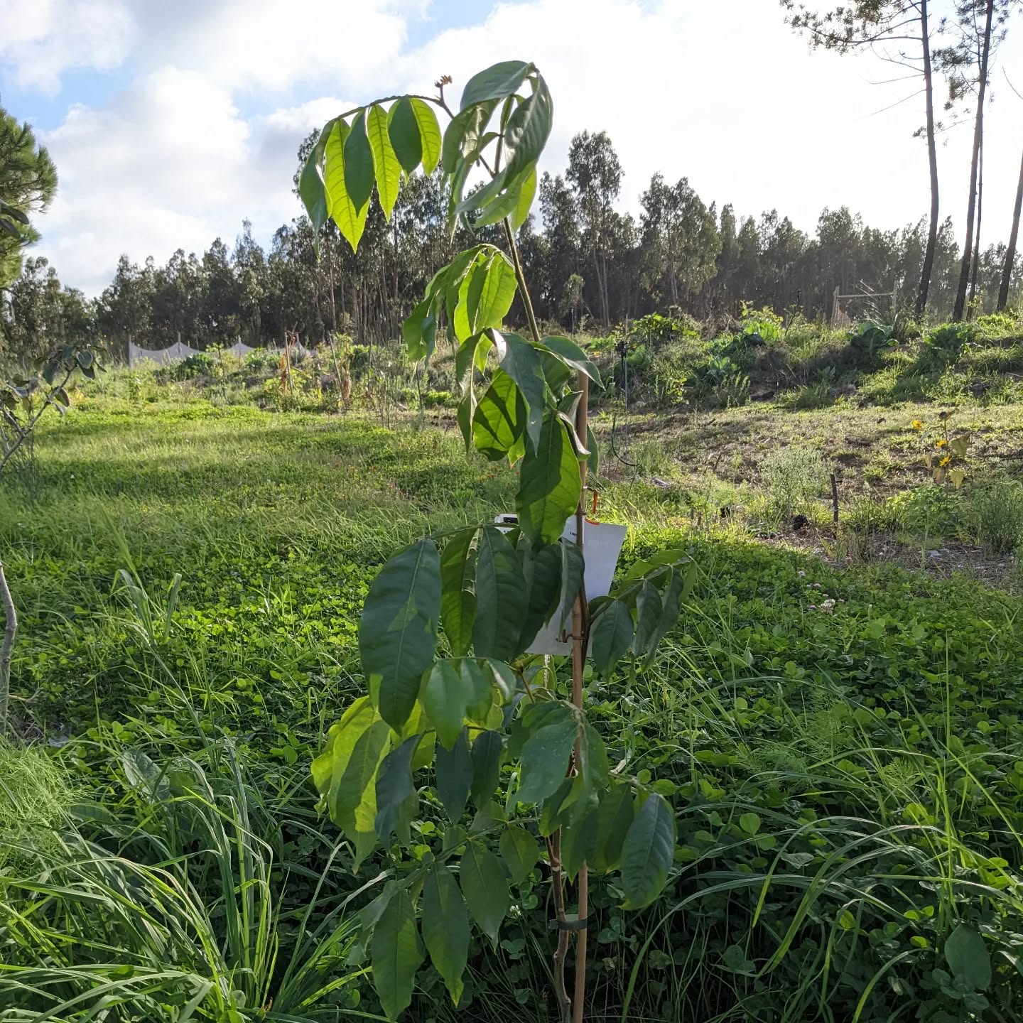 Planted a few trees to replace/supplement the existing ones. Pictured is an #icecreambean