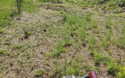 Mowing in #zone2