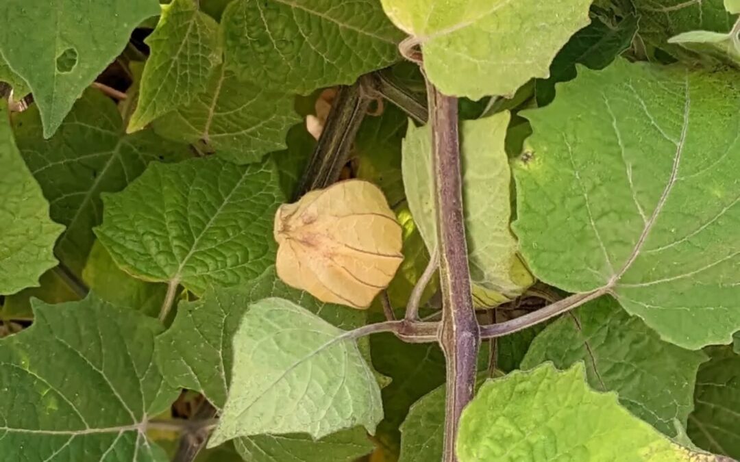 The physalis just keeps on bearing fruit. This plant has been much more resilient and productive than we expected.