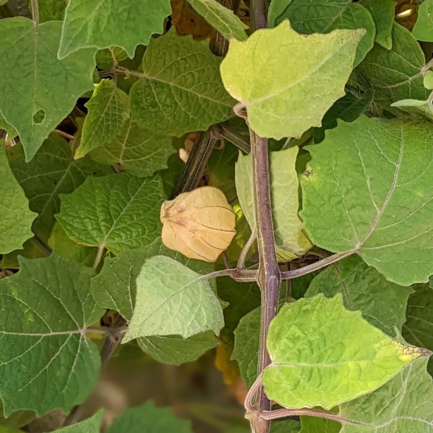 The physalis just keeps on bearing fruit. This plant has been much more resilient and productive than we expected.