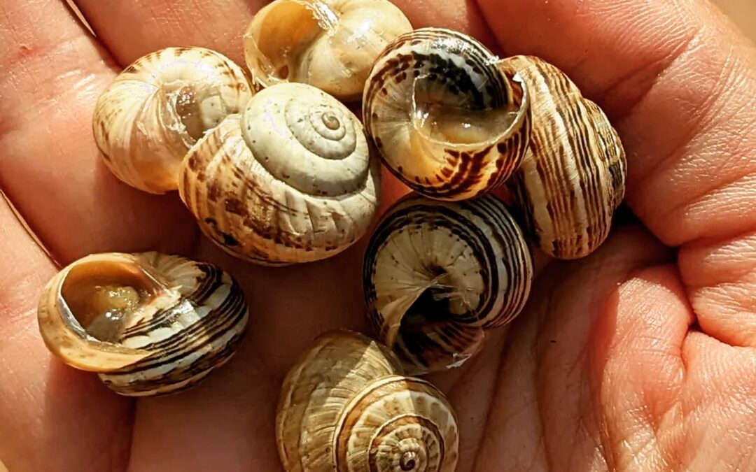 Our current morning activities include picking up snails from the vegetable garden and feeding them to the ducklings.