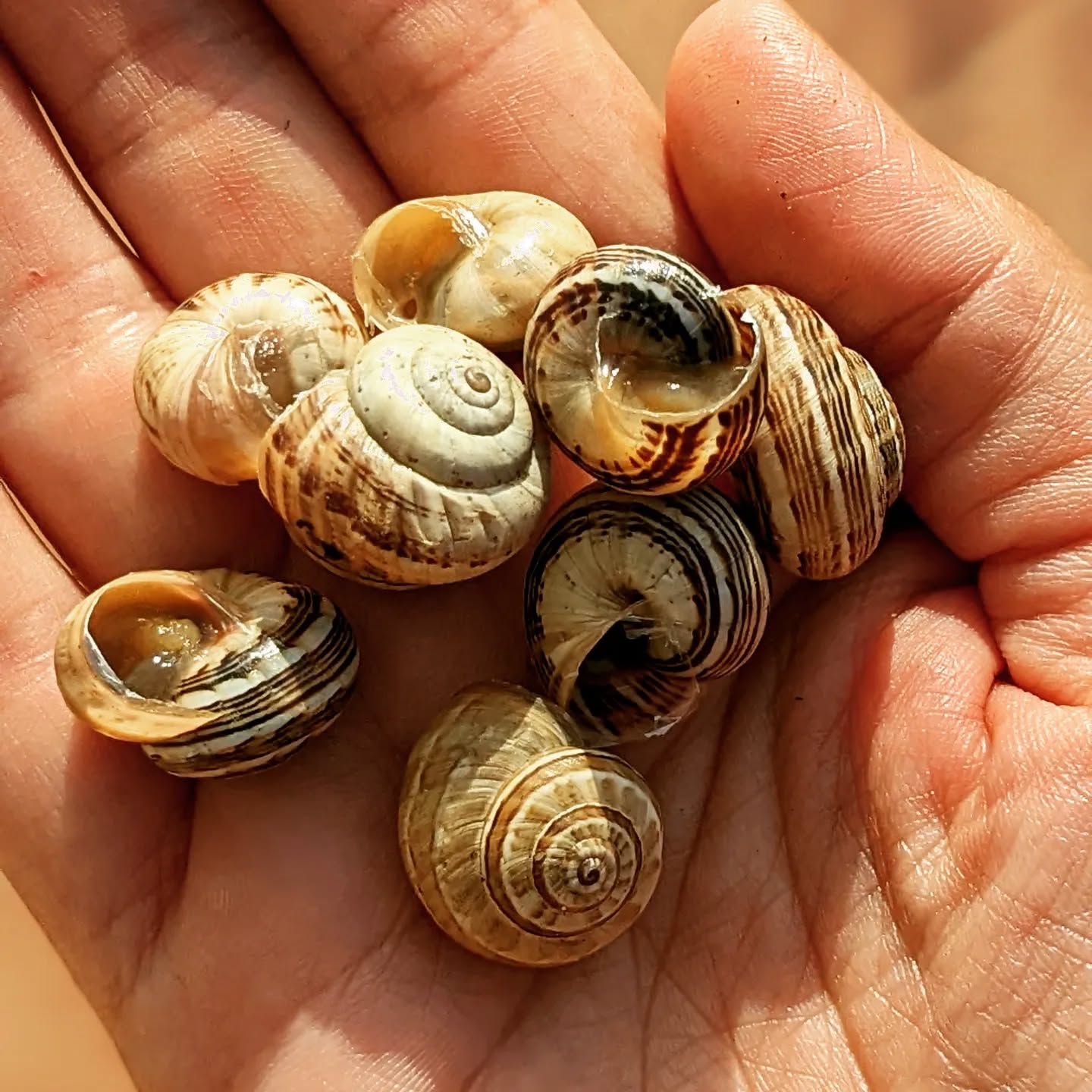 Our current morning activities include picking up snails from the vegetable garden and feeding them to the ducklings.