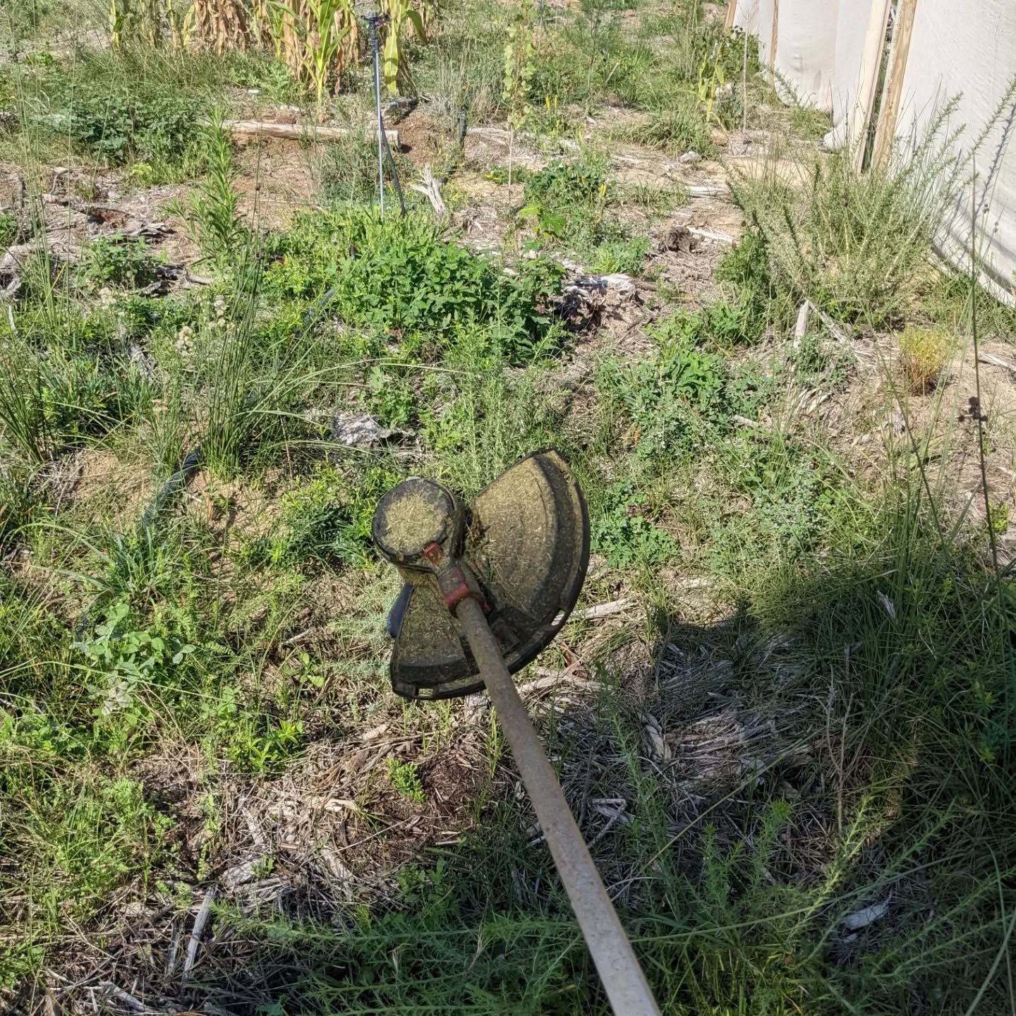 Cleaning up wild growth in #zone3. There are a couple areas where you can’t walk anymore and quite a few trees swallowed by it 😐