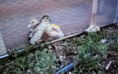 The #duck shelter ended up putting them in danger 🤦‍♂️