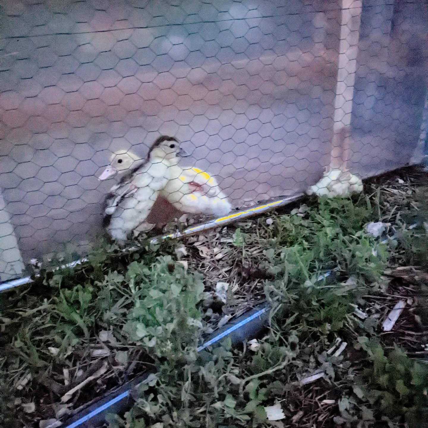 The #duck shelter ended up putting them in danger 🤦‍♂️