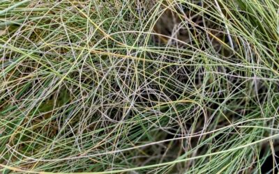 Beautiful hair… Oh, wait, it’s another native plant we are adding to our food forest. It’s Lygeum spartum, Falso-Esparto.