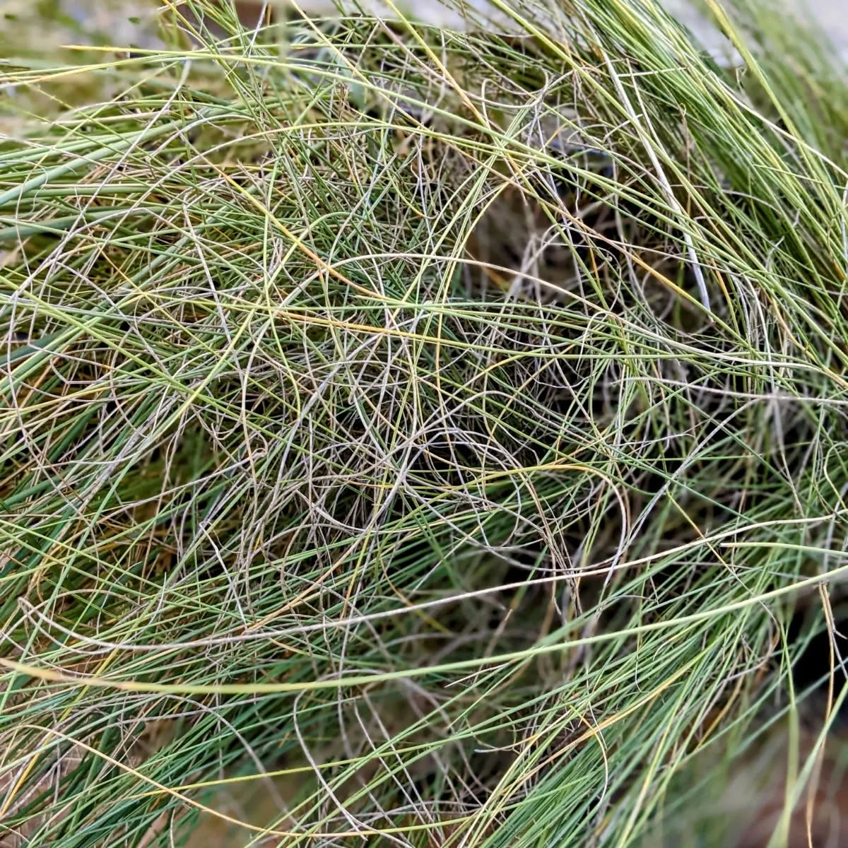 Beautiful hair… Oh, wait, it’s another native plant we are adding to our food forest. It’s Lygeum spartum, Falso-Esparto.
