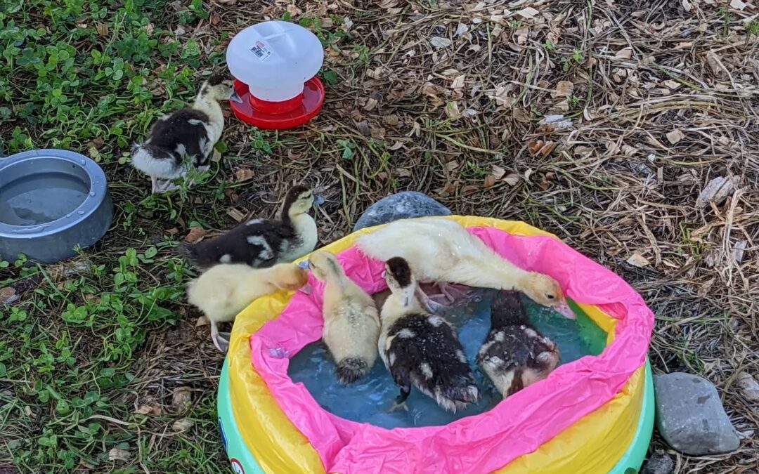 #duck bath time! They’d been treating the kiddie pool with suspicion, but not anymore.