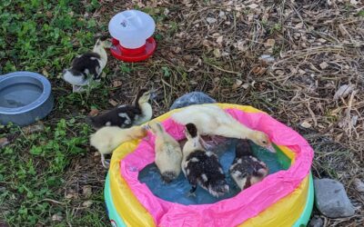 #duck bath time! They’d been treating the kiddie pool with suspicion, but not anymore.