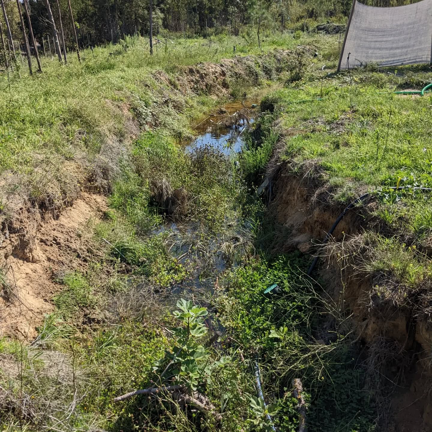 East #swale full of water after the recent rain and repeated attempts to fill the south pond. Turns out it’s not perfectly level, but it shouldn’t be a problem.