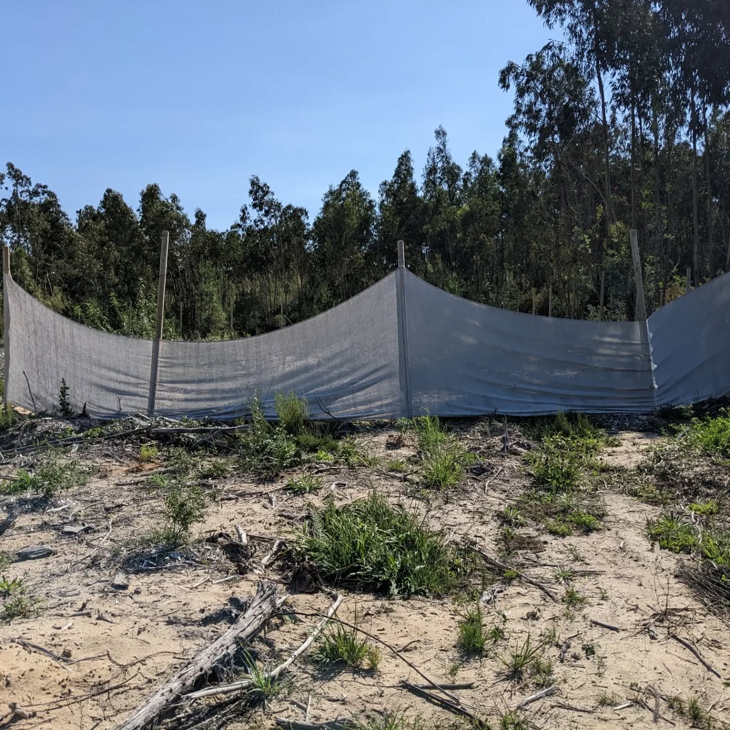 Fixing up the #windbreaks. The wind tore apart the cloth where it was stapled. The sandwich method works much better…