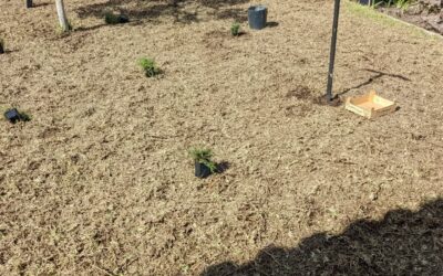 Part 2 of lawn upgrade: planting creeping thyme and lemon thyme.