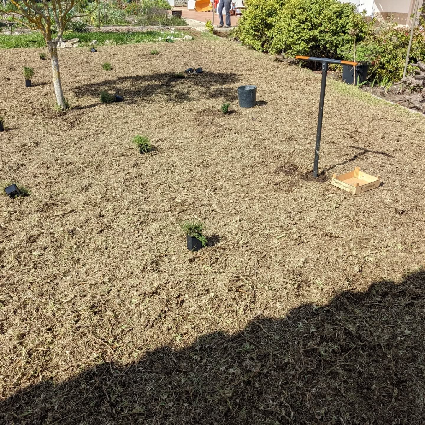Part 2 of lawn upgrade: planting creeping thyme and lemon thyme.