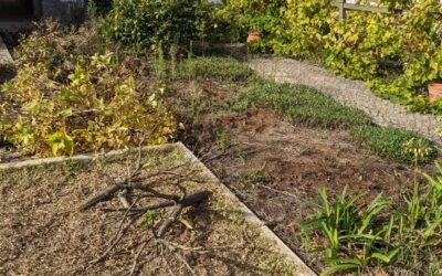 Cutting down dry orange trees and hortênsias from #zone1