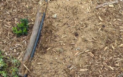 Strange hole in the mulch near the west pond. Likely an animal, but what?