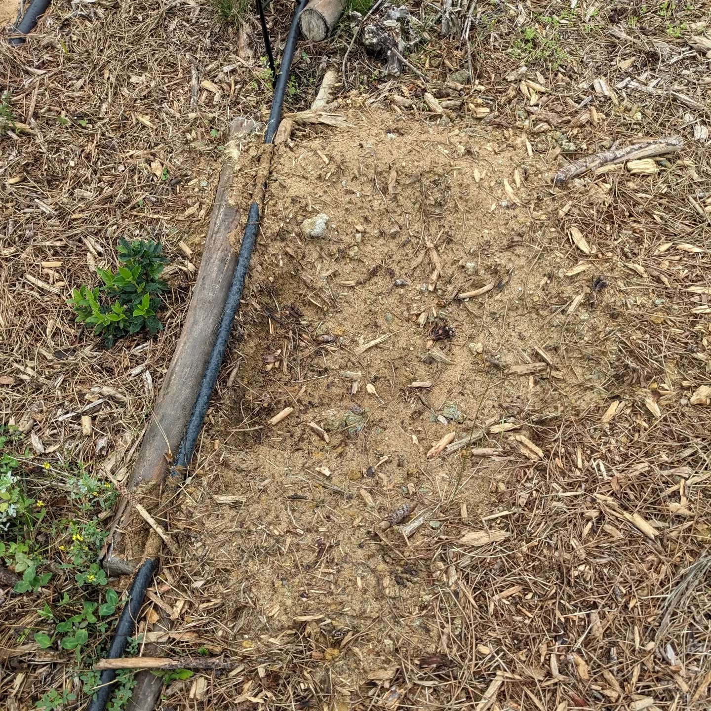 Strange hole in the mulch near the west pond. Likely an animal, but what?