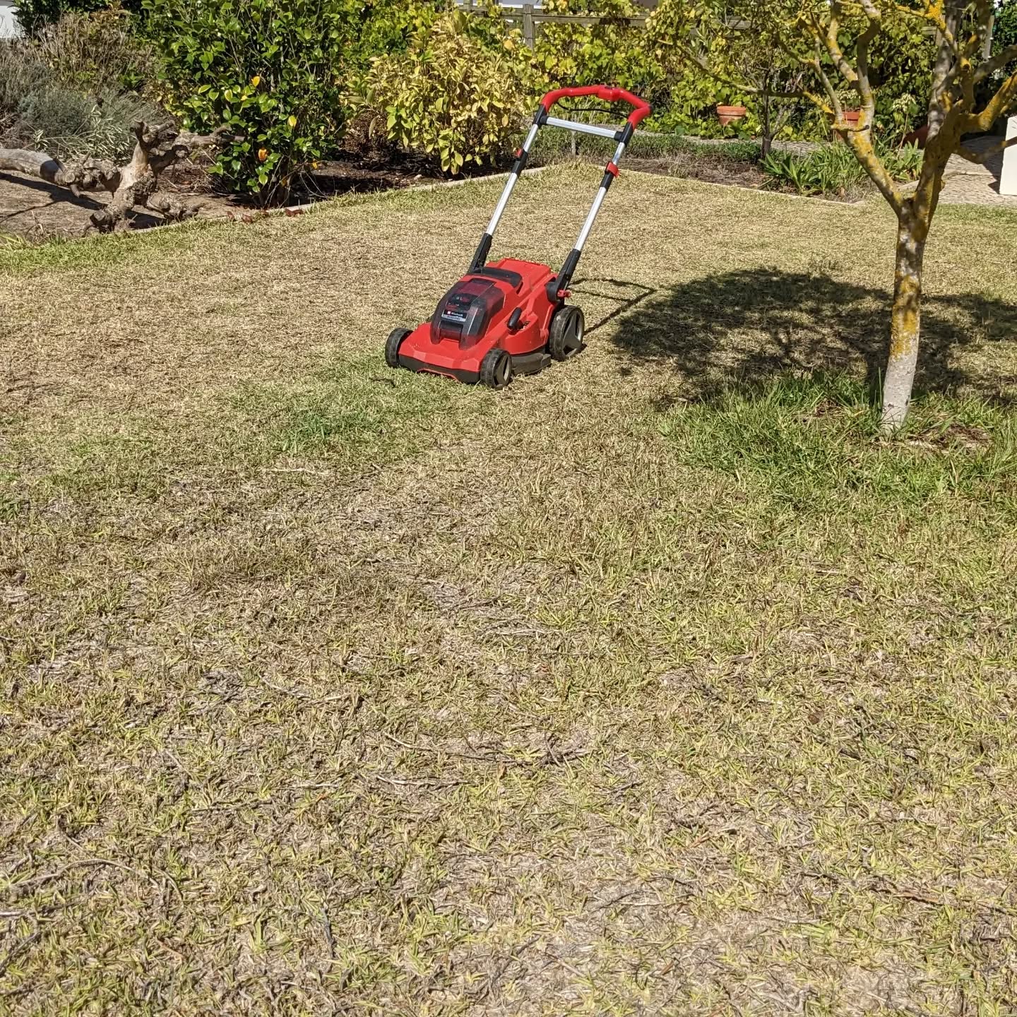 Part 1 of trying to make the existing lawn more diverse and less water hungry: mowing, dethatching, and over seeding with dwarf white clover.