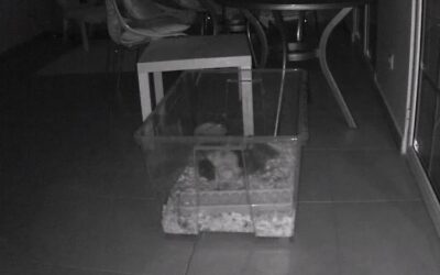 All the ducks are sleeping indoors tonight. The wet and cold one seems to have fully recovered, but there’s still a storm forecast tonight so better safe than sorry.