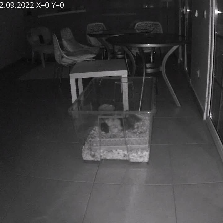 All the ducks are sleeping indoors tonight. The wet and cold one seems to have fully recovered, but there’s still a storm forecast tonight so better safe than sorry.