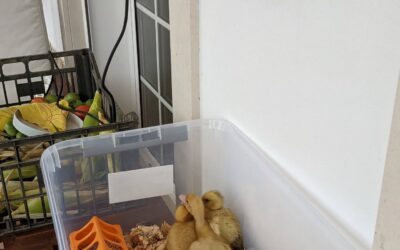 It rained a lot during the night and one of the ducklings looked particularly cold and wet. Moved her and two others (to keep her company) to a dry spot under a heat lamp.