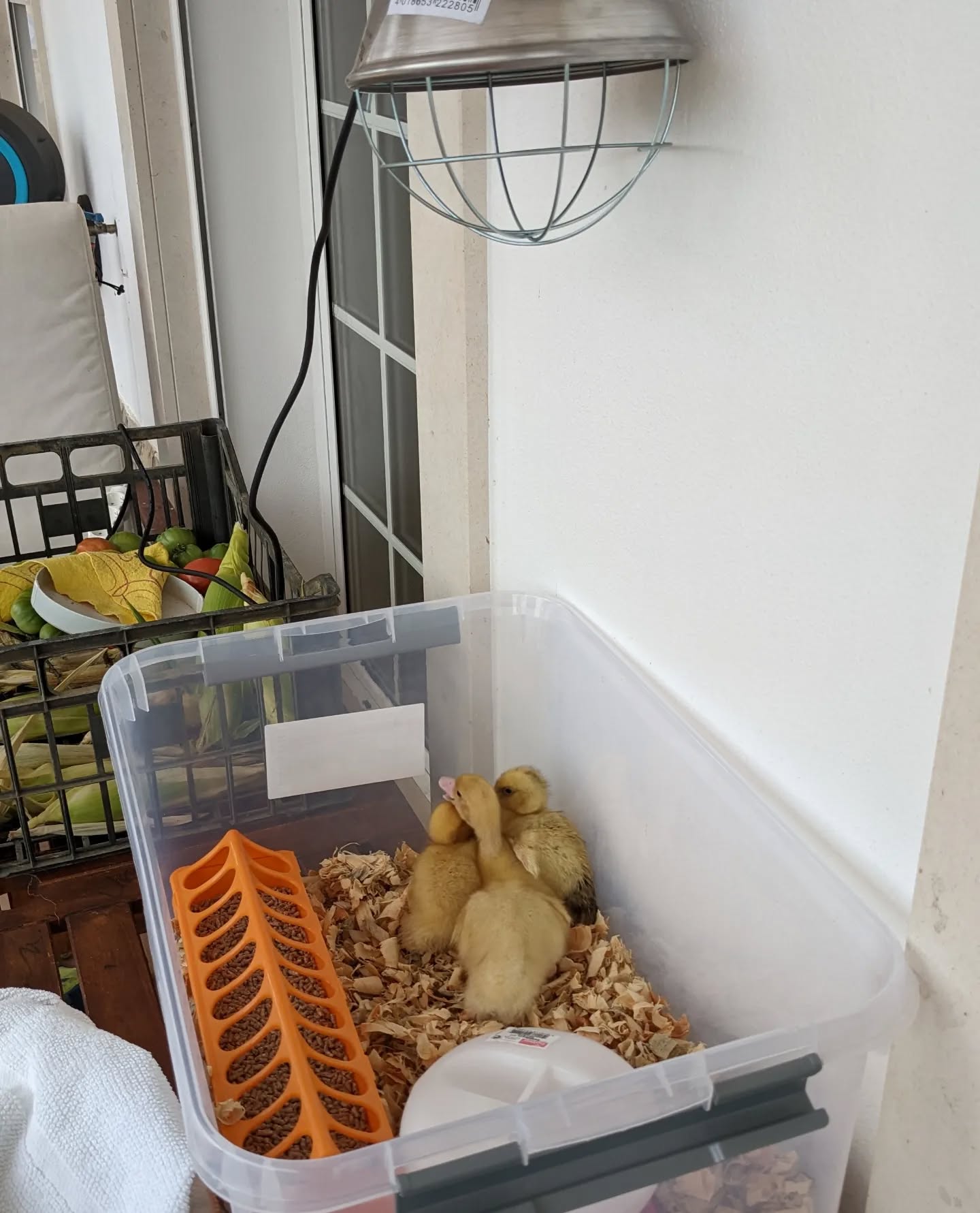 It rained a lot during the night and one of the ducklings looked particularly cold and wet. Moved her and two others (to keep her company) to a dry spot under a heat lamp.