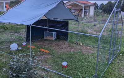 Duck house (hopefully) ready for it’s first night. There’s a storm forecast, let’s see how it goes…