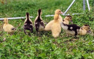 These 7 #muscovy ducklings joined the team today!