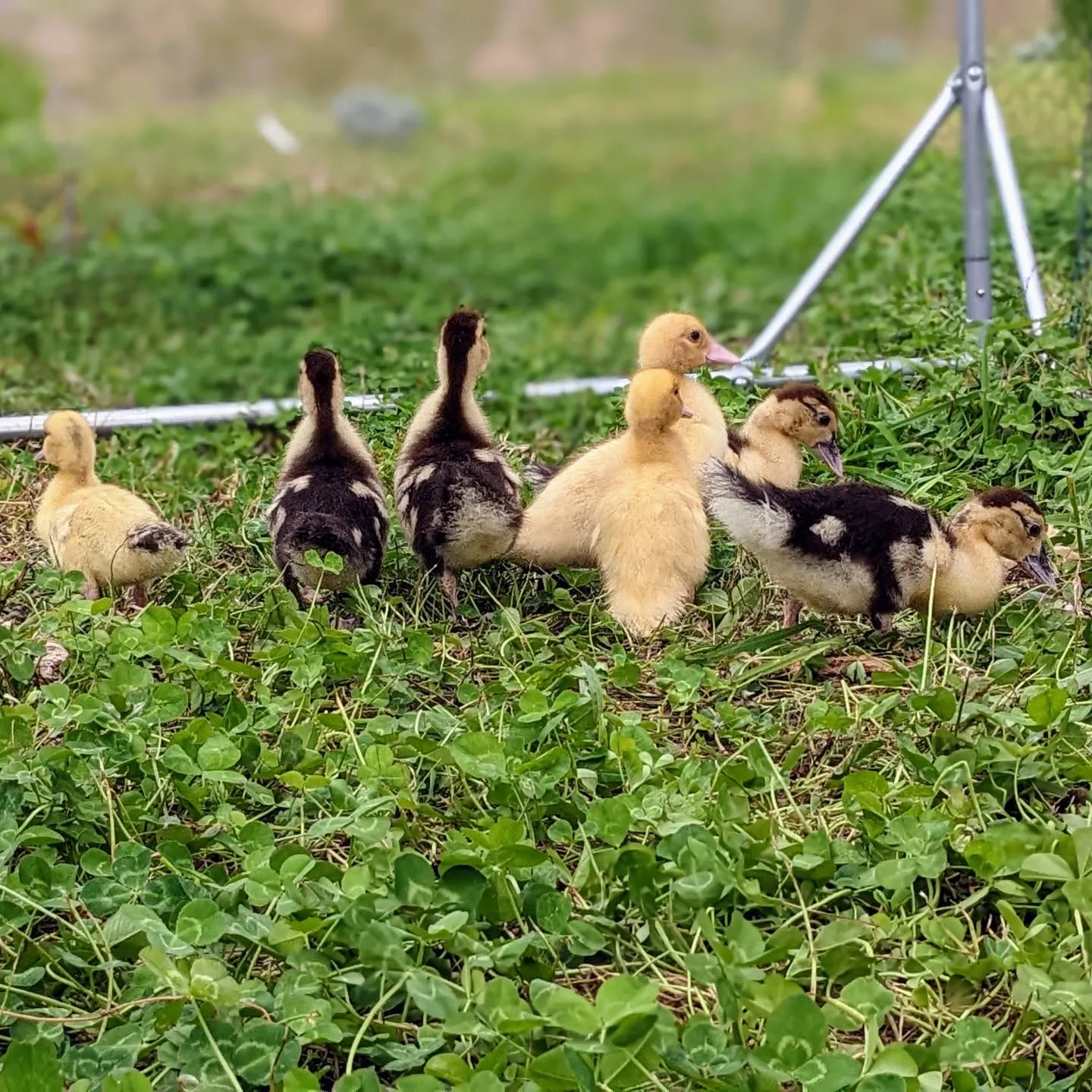 These 7 #muscovy ducklings joined the team today!