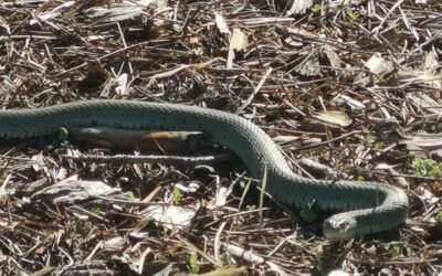 Our neighbor saw this snake roaming around the west pond. I guess this is what shedded the skin I saw the other week…